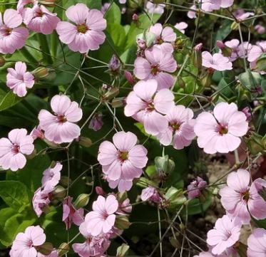 Saponaria Pink Beauty