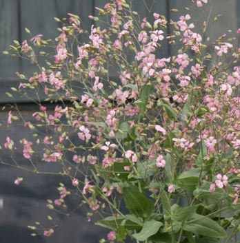 Saponaria Pink Beauty