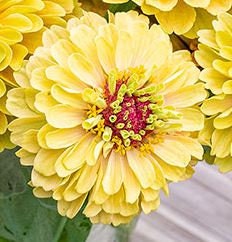 Zinnia Queeny Lemon Peach