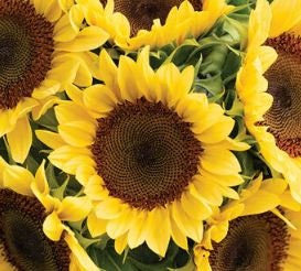 Sunflower Procut Peach