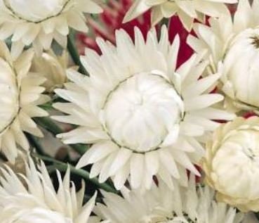 Strawflower White Double
