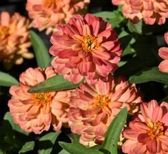 Zinnia Zahara Double Salmon
