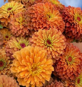 Zinnia Queeny Lime Orange