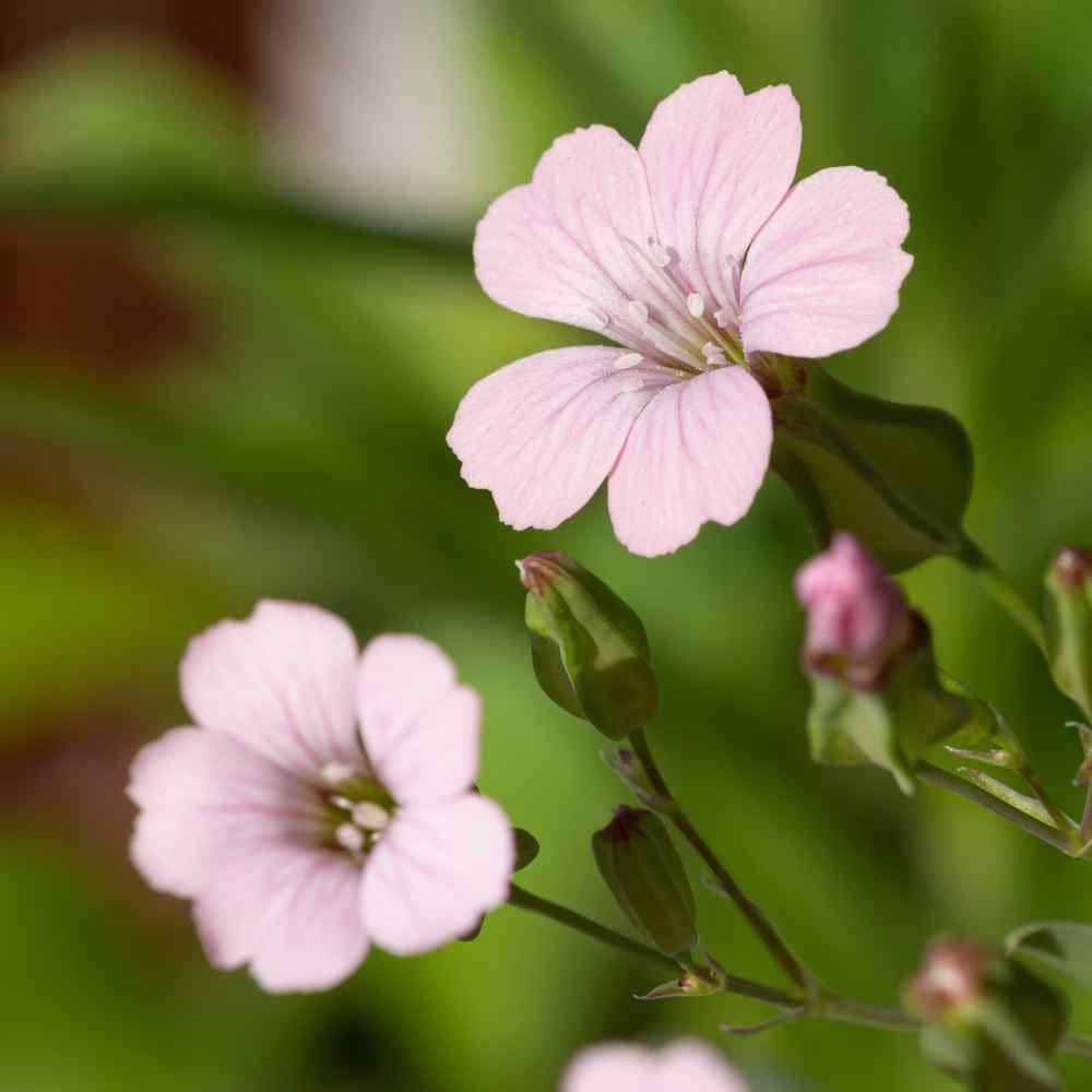 Saponaria Pink Beauty
