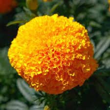 Marigold Coco™ Gold Marigold