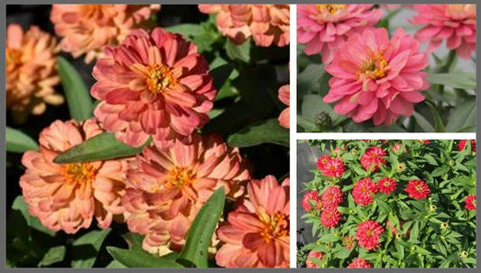 Zinnia Zahara Double Salmon