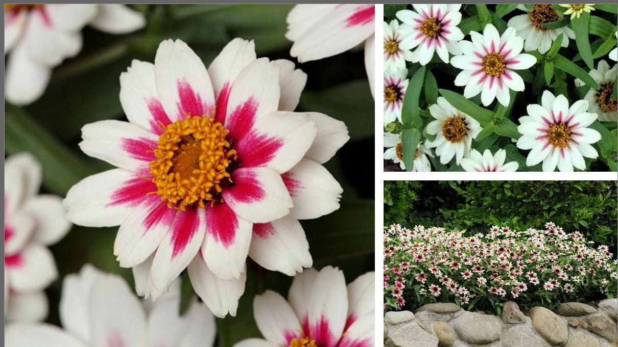 Zinnia Zahara Starlight Rose