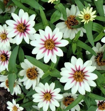 Zinnia Zahara Starlight Rose