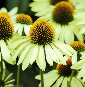 Echinacea (Coneflower) Alan's Pride
