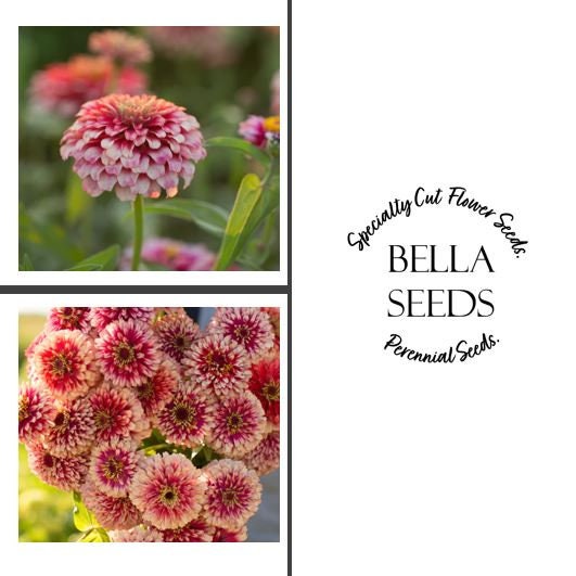 Zinnia Mazurkia