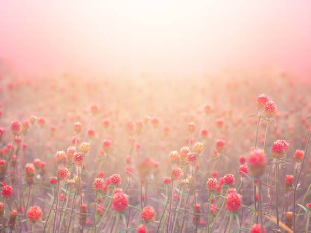 Gomphrena Salmon Pastel