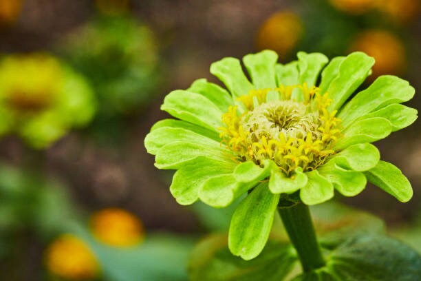 Zinnia Envy