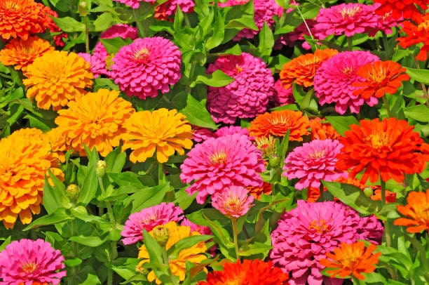 Zinnia Oklahoma Golden Yellow 25+ Seeds
