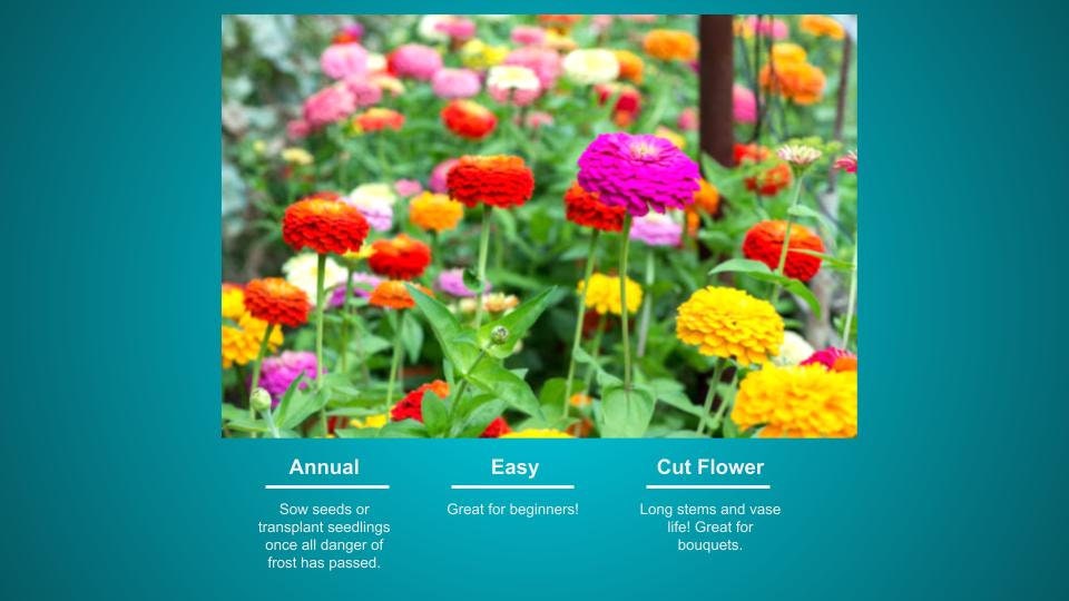 Zinnia California Giants 100 Seeds (1g)