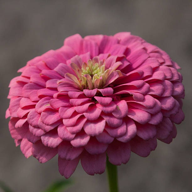 Zinnia Benary's Giant Mix