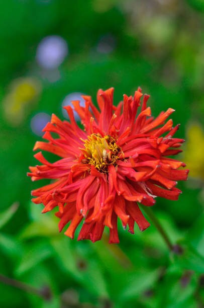 Zinnia Senora
