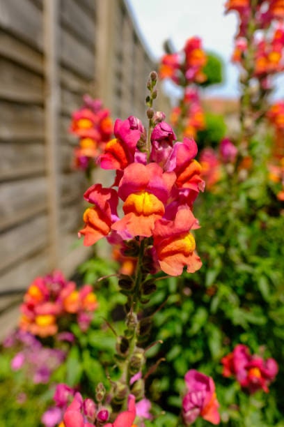 Orange Snapdragon