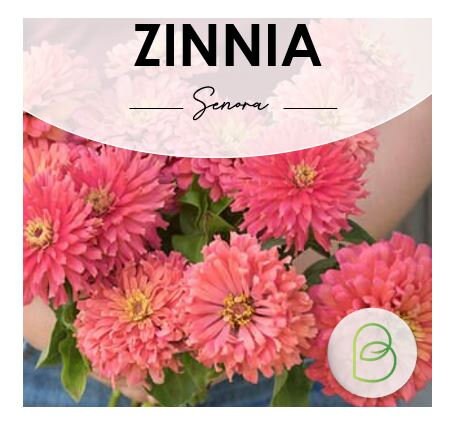 Zinnia Senora