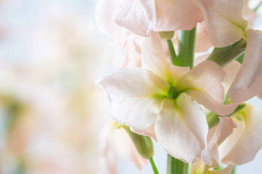 Stock Column Malmaison