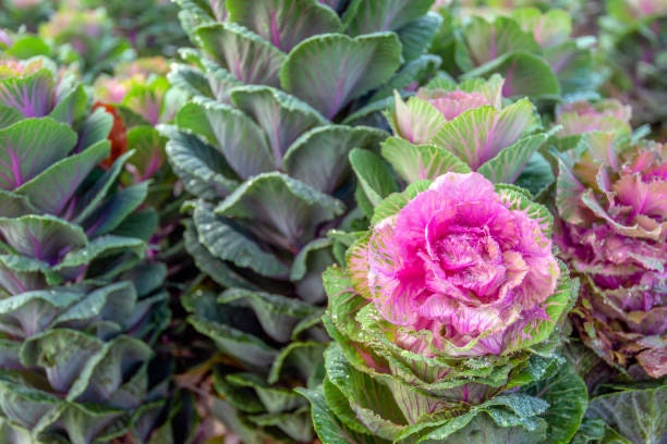 Cabbage (Ornamental) Crane Rose F1