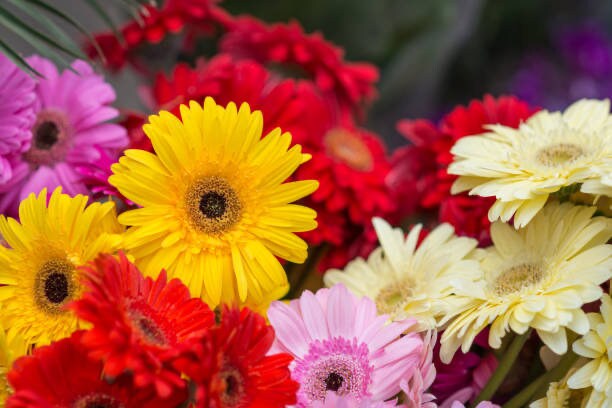 California Giants Gerbera Daisy Seed Mix - 10 Seeds