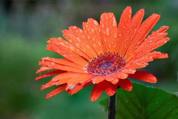 California Giants Gerbera Daisy Seed Mix - 10 Seeds