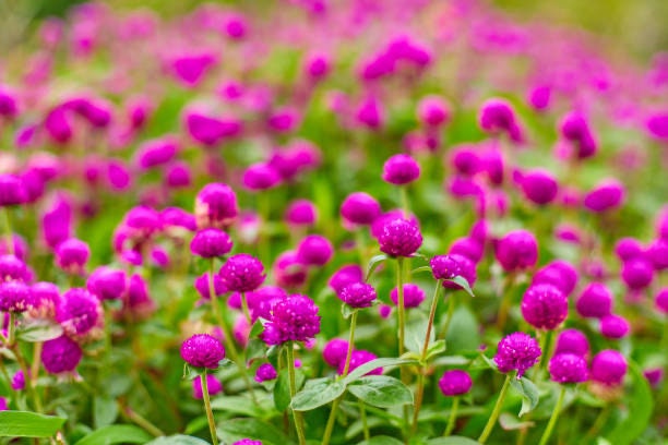 Gomphrena Tall Series Mix