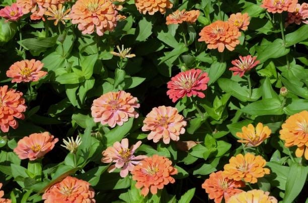 Zinnia Profusion Apricot