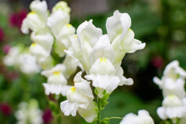 Snapdragon Snowflake