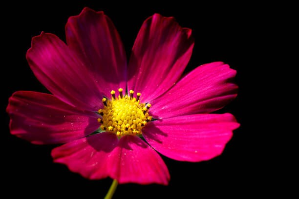 Cosmos Dazzler