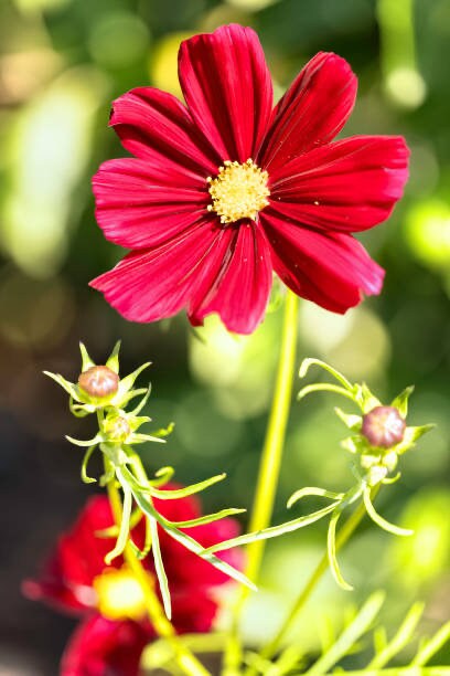 Cosmos Dazzler