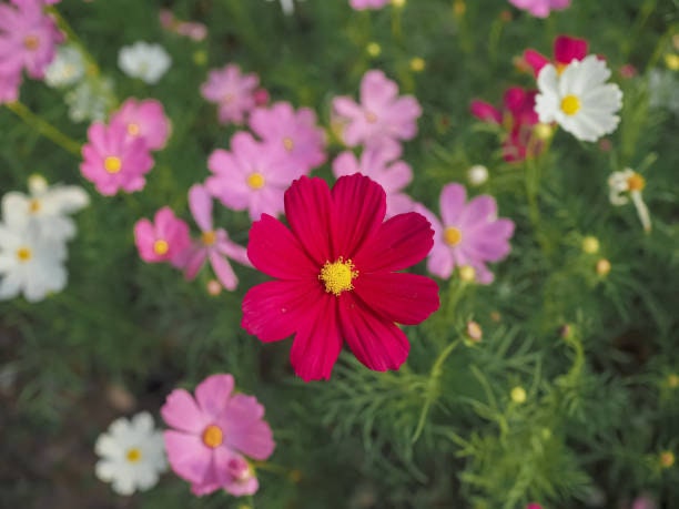 Cosmos Sensation Tall Mix