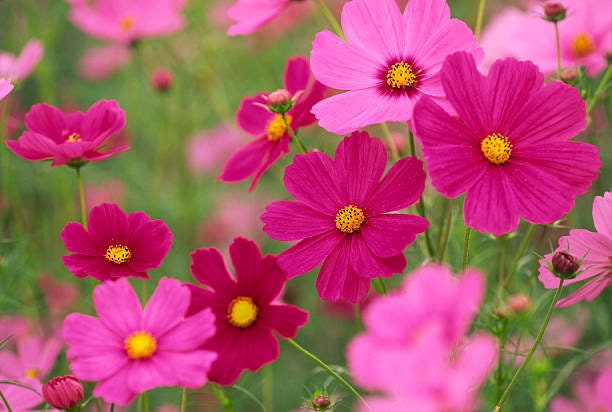 Cosmos Sensation Tall Mix