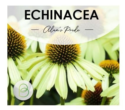 Echinacea (Coneflower) Alan's Pride