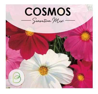 Cosmos Sensation Tall Mix