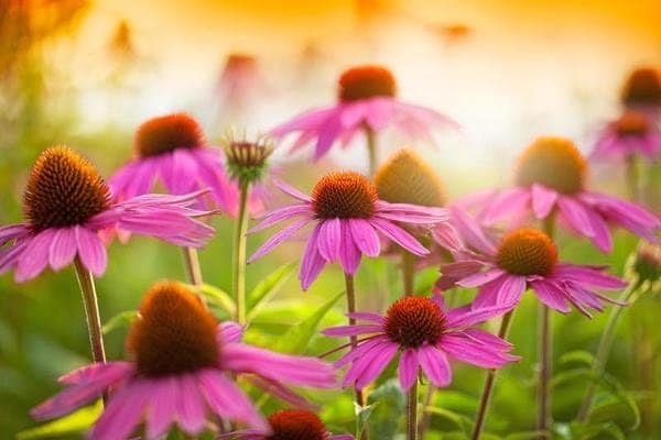 Echinacea (Coneflower) Purple Common