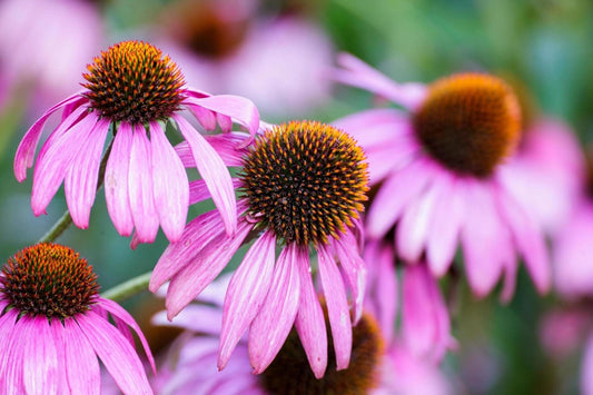 Echinacea (Coneflower) Purple Common