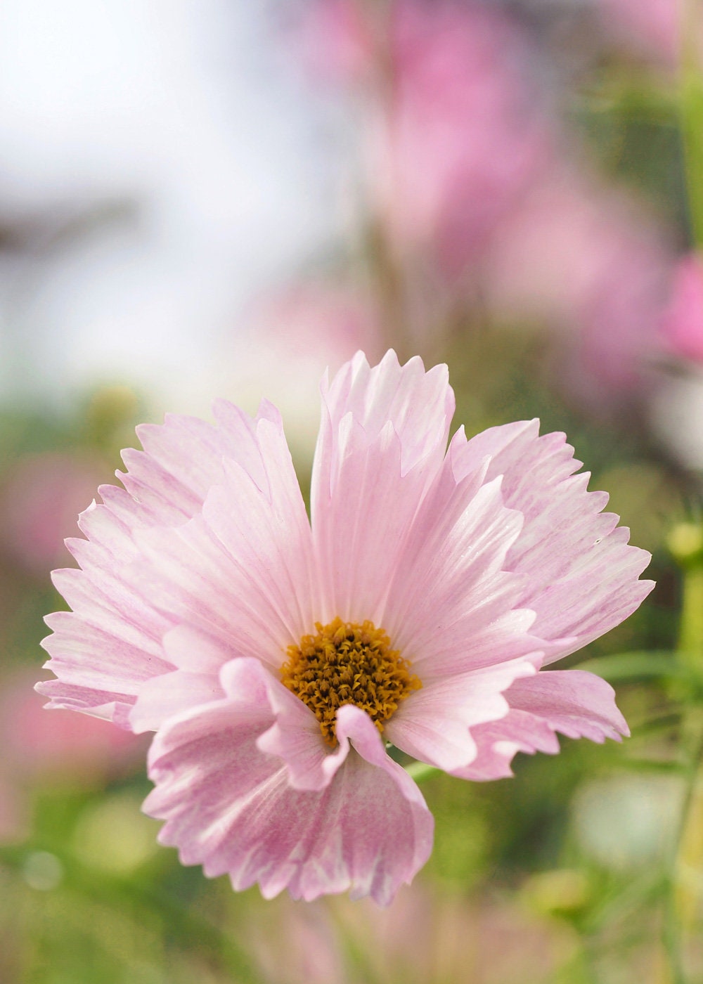 Cupcakes Blush and White Mix 10 Seeds, Cosmos bipinnatus, Cut Flowers, Annual