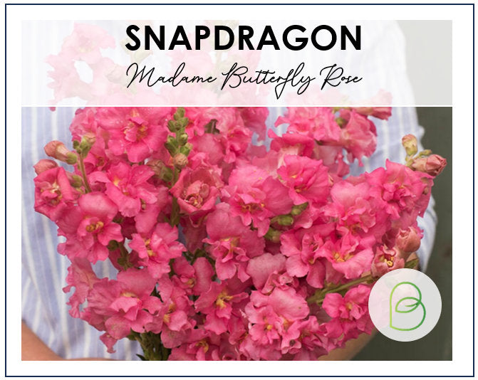 Snapdragon Madame Butterfly Rose