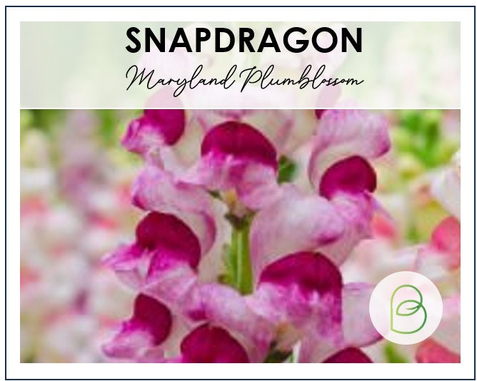Snapdragon Maryland PlumBlossom
