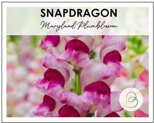 Snapdragon Maryland PlumBlossom