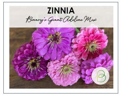 Zinnia Benary's Giant Adeline Mix