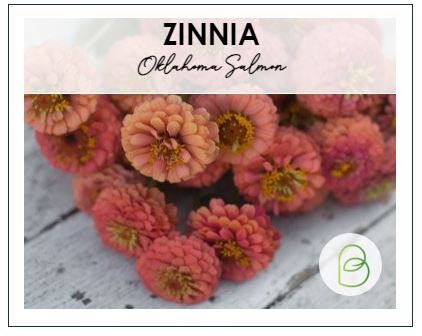Zinnia Oklahoma Salmon