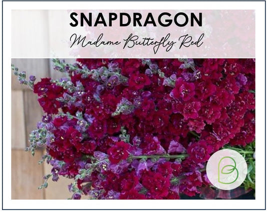 Snapdragon Madame Butterfly Red