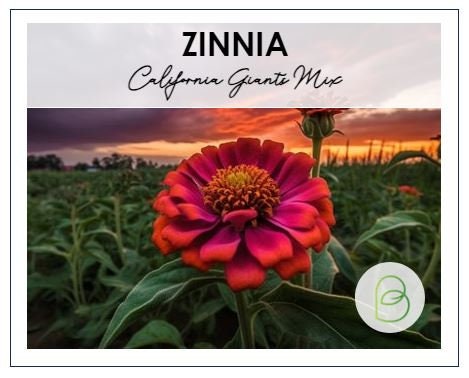 Zinnia California Giants Mix