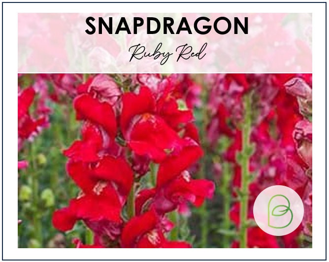 Snapdragon Ruby Red