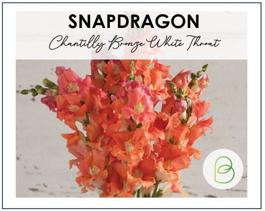 Snapdragon Chantilly Bronze White Throat Seeds