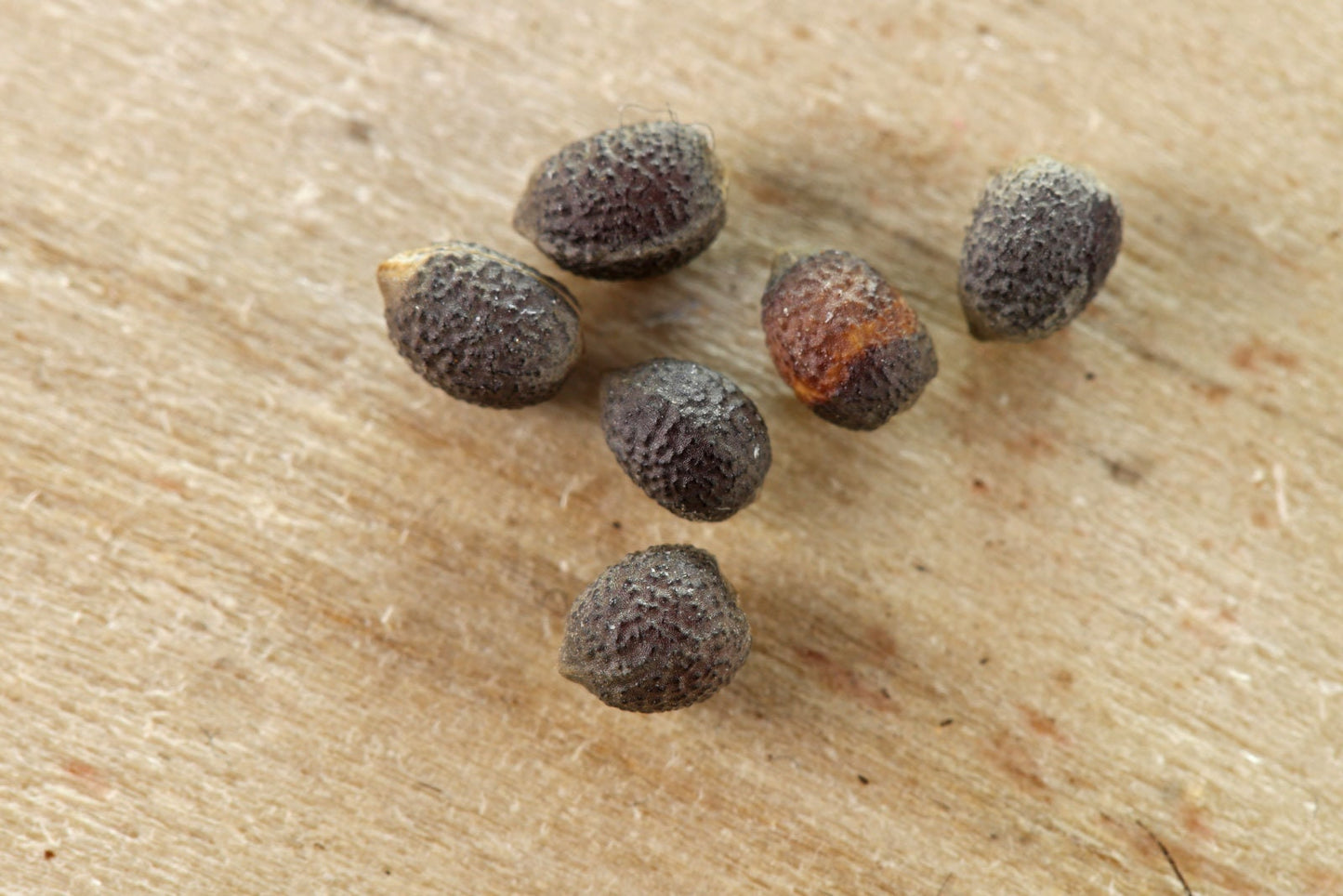 Euphorbia Marginata Snow on the Mountain