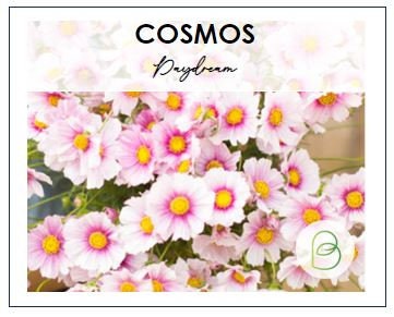 Cosmos Daydream
