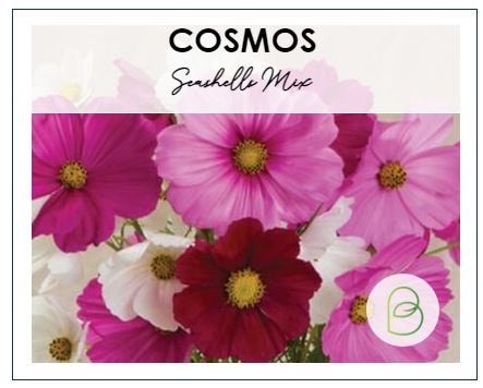 Cosmos Sea Shells Mix
